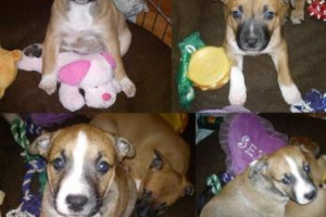 Szczeniaczki staffie