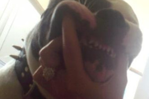 Bulldog Amerykański Johnson