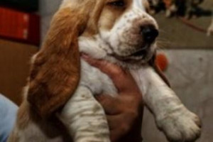 Basset hound - szczenięta po championach