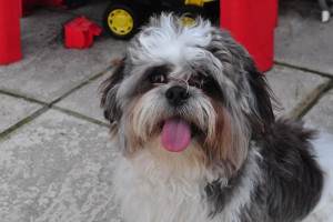 Shih Tzu
