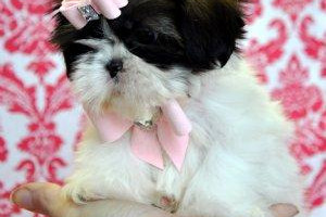 Doskonała shih tzu dostępne dla przyjęcia