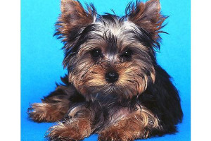 dwa zadziwiajace Yorshire terrier szczenieta za darmo (natalros@yahoo.com)