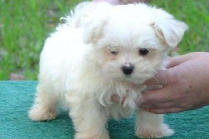 cute maltese puppies ready to go