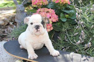 Best Excelent english bull dog puppies
