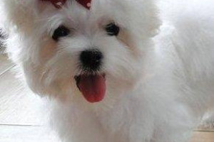 2 Fluffy Fluffy Maltańskie Szczeniaki Purewhite So Smart Dostępny teraz ....