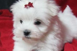 2 Fluffy Fluffy Maltańskie Szczeniaki Purewhite So Smart Dostępny teraz ....