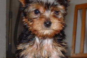 A LOVELY YORKIE PUPPY FOR ADOPTION