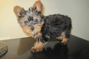 Yorki Teacup witrynie Vet sprawdzane mikroczip