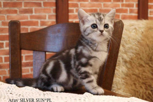 Kocięta BRYTYJSKIE SILVER TABBY BRI ns 2264
