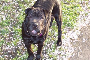 oddam 9 letnia suczke SHAR PEI cross w dobre rece