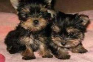 adorable yorky szczenięta na sprzedaż