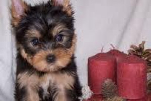 Yorki szczenięta na rehoming.