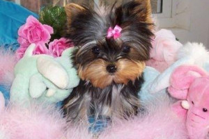 piękne i przyjazne yorkie szczenięta do przyjęcia