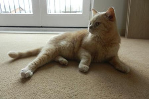 zrozpaczona oddam do adopcji 2 kotki brytyjskie