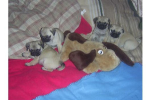 ...................pug szczenięta .................