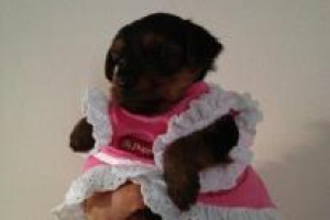 YORKSHIRE TERRIER FOR SALE