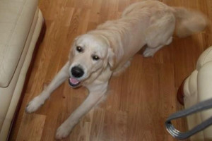 GOLDEN RETRIEVER dostępne ..