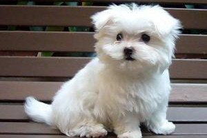 Urocze Maltese Szczenięta