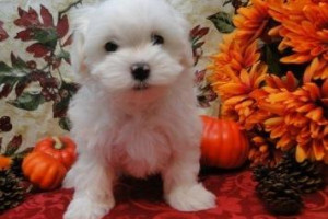 mini maltezakis szczeniak,