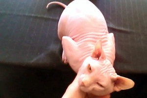 słodkie kociaki sphynx gotowy iść do dobrego domu