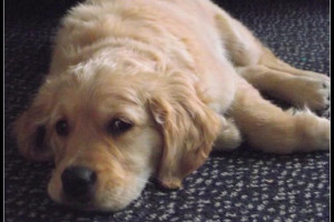 sprzedam Golden Retriever