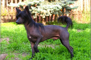 Chinese crested the pedigree !!