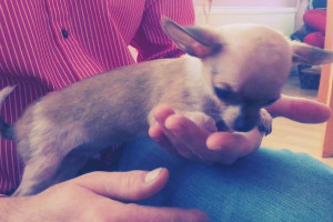 Chihuahua z Polskim rodowodem