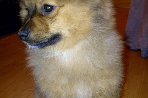 POMERANIJUM szuka partnerki
