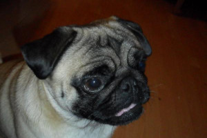 mops szuka partnerki