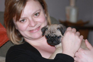 Piękny Pug Puppy