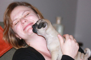 Piękny Pug Puppy