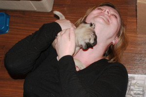 Piękny Pug Puppy