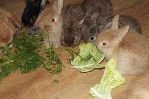 Kroliki , miniaturki , mini lop