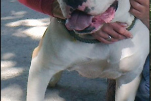 American Bulldog ,Johnsons szczeniaki!!!!!!