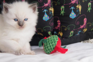 13 tygodni życia kocięta ragdoll