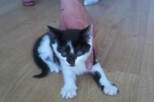 Slodkie kociaki do adopcji