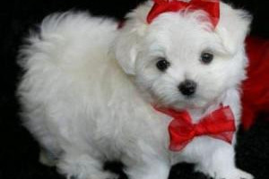 Maltański szczenięta do przyjęcia