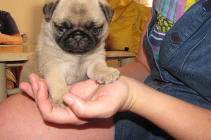 Pug puppies KC reg pedigree microchipped insured