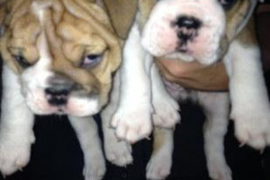 *** British Bulldog Puppies K.c. reg ***