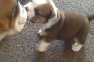 *** British Bulldog Puppies K.c. reg ***