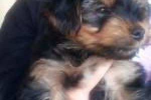 Piękne rodowodowe yorkshire terrier