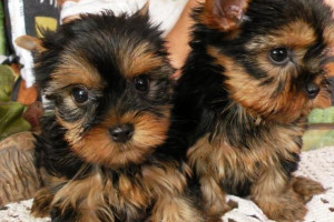 Yorkshire Terrier Pups