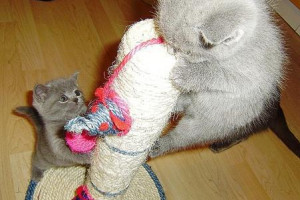british blue kittens for sale ready now