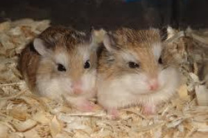 2 x Chomiki Roborovski z klatka i calym sprzetem