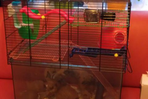 2 x Chomiki Roborovski z klatka i calym sprzetem