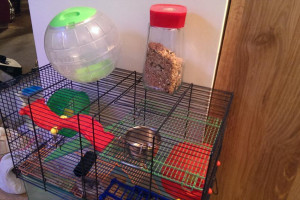 2 x Chomiki Roborovski z klatka i calym sprzetem