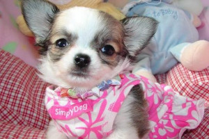 Cute Chihuahua puppies