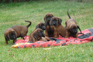 Pedigree Bawarian Mountain Hounds puppies for sale !!