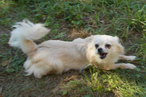 Chihuahua długowłose rodowodowe FCI  / Polska/