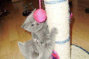 Lovely British short hair kittens